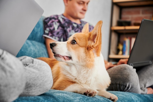 Pequeña raza popular británica de perro pastor en casa cerca de los propietarios