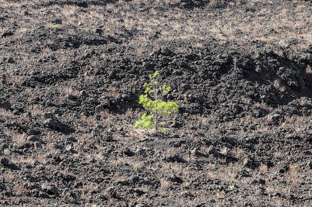 Pequeña vista de ángulo de árbol solitario