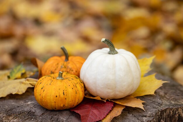 Pequeñas calabazas en un tocón en el bosque de otoño