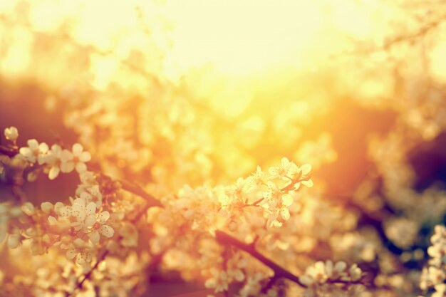 Pequeñas flores blancas iluminadas por el sol