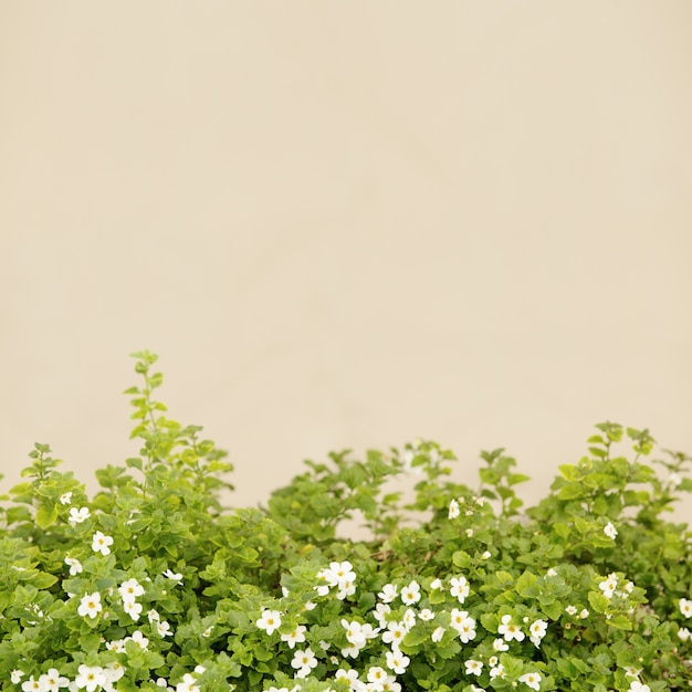 Foto gratuita pequeñas flores blancas.