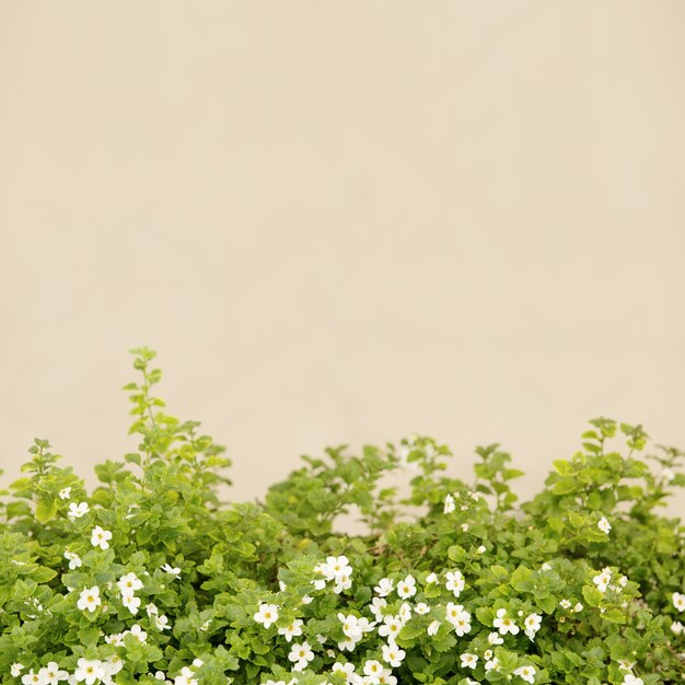 Pequeñas flores blancas.