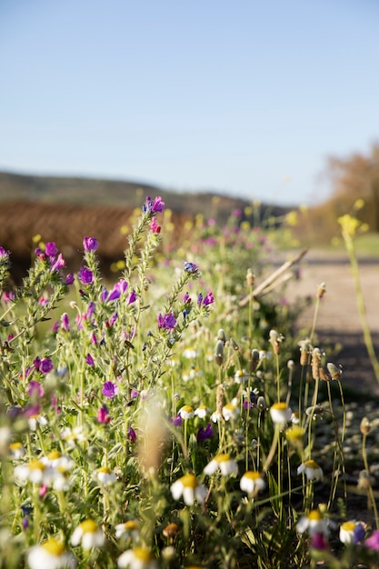 Pequeñas flores hermosas al aire libre