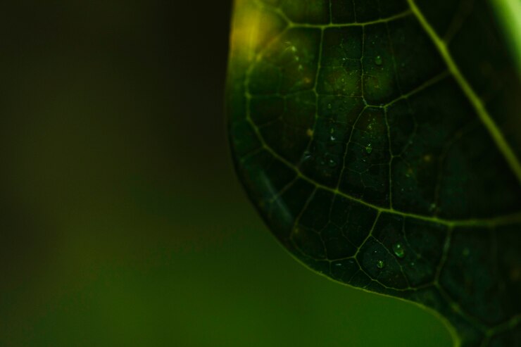 Foto gratuito pequeñas gotas de agua en la hoja