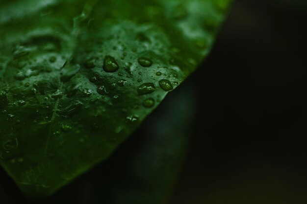 Pequeñas gotas de agua en la hoja