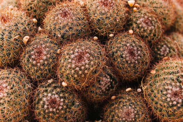 Foto gratuita pequeñas piedras de guijarros en plantas suculentas