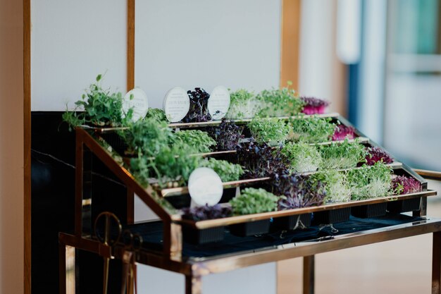 Pequeñas plantas en macetas