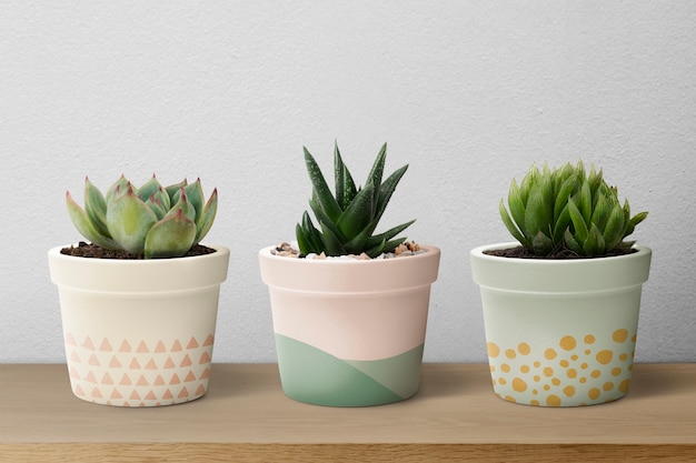 Pequeñas plantas suculentas en macetas de colores pastel