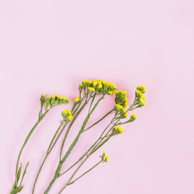 Pequeñas ramitas amarillas de la flor en fondo rosado