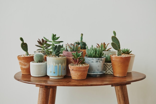 Pequeñas suculentas y cactus en una mesa retro