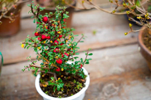 Pequeño árbol bonsai