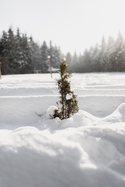 Pequeño árbol de hoja perenne en la nieve