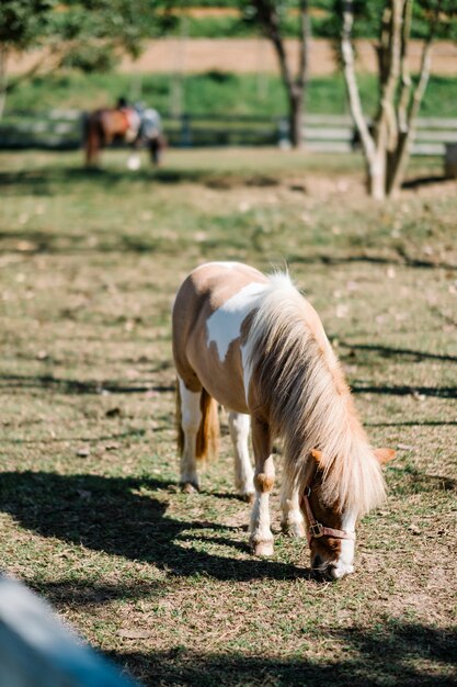 pequeño caballo en el parque easting hierba