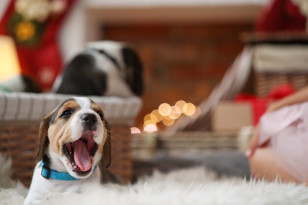 Pequeño cachorro bostezando