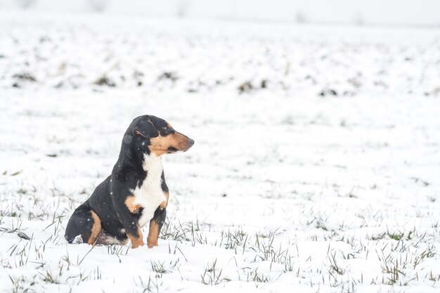 Pequeño cachorro lindo en un campo nevado
