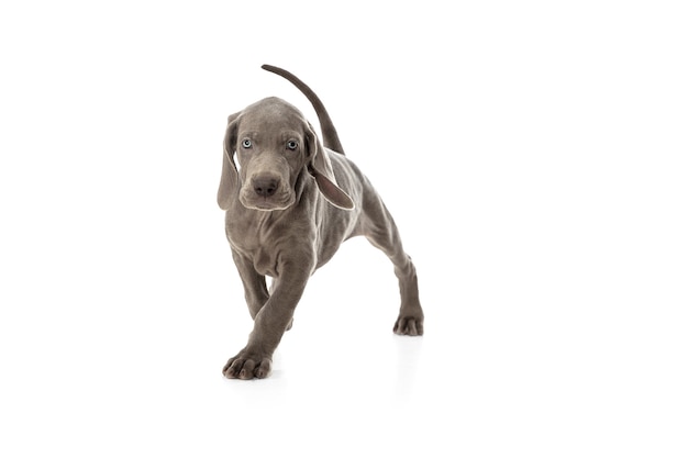 El pequeño cachorro weimaraner gris jugando en blanco studio