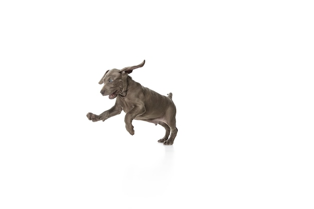 Foto gratuita el pequeño cachorro weimaraner gris jugando en blanco studio
