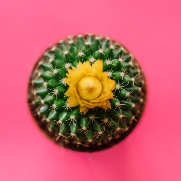 Pequeño cactus en rosa