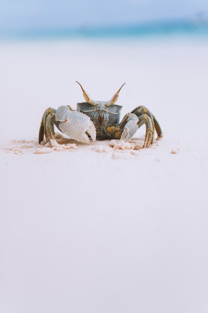 Foto gratuita pequeño cangrejo lindo en la playa junto al mar