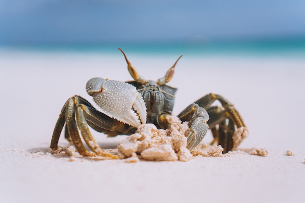 Foto gratuita pequeño cangrejo lindo en la playa junto al mar