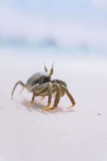 Foto gratuita pequeño cangrejo lindo en la playa junto al mar