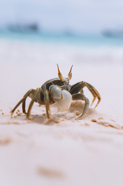 Foto gratuita pequeño cangrejo lindo en la playa junto al mar