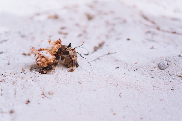 Foto gratuita pequeño cangrejo lindo en la playa junto al mar