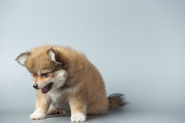 Pequeño chihuahua en superficie gris