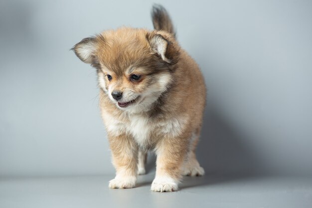 Pequeño chihuahua en superficie gris