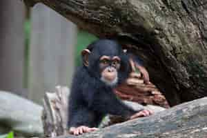 Foto gratuita pequeño chimpancé lindo sentado en un árbol