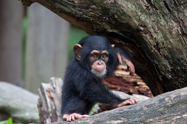 Pequeño chimpancé lindo sentado en un árbol