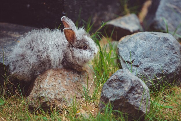 Pequeño conejo.