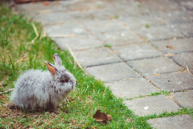 Foto gratuita pequeño conejo.