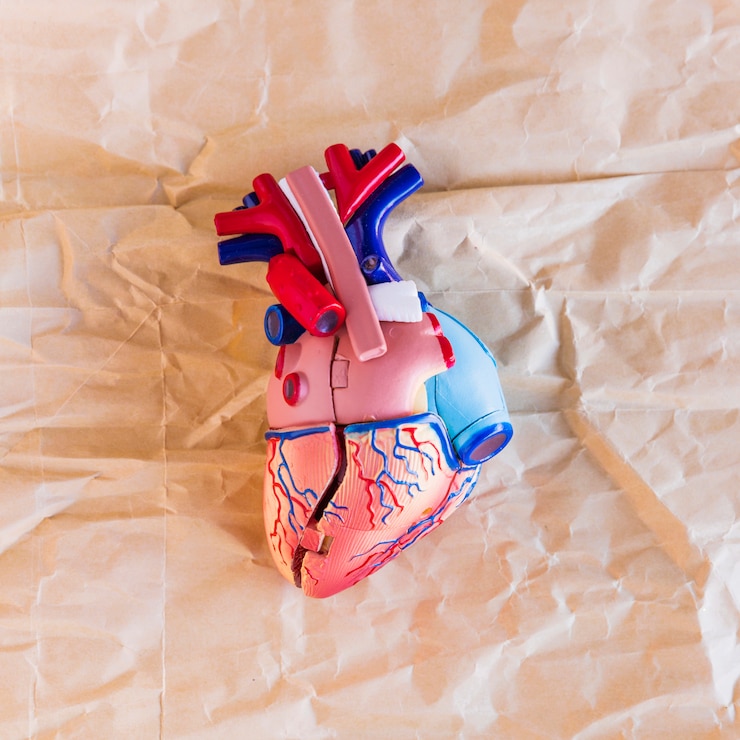 Foto gratuito pequeño corazón humano de plástico sobre papel