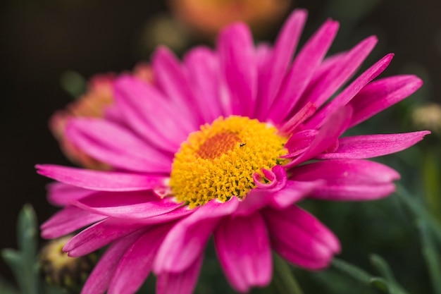 Pequeño escarabajo en maravillosa flor violeta con centro amarillo