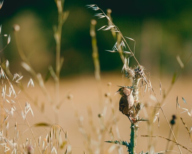 Pequeño gorrión de pie sobre la hierba en un campo bajo la luz del sol