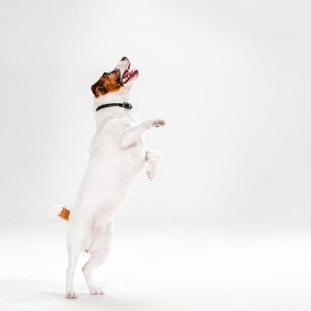 Pequeño Jack Russell Terrier en blanco