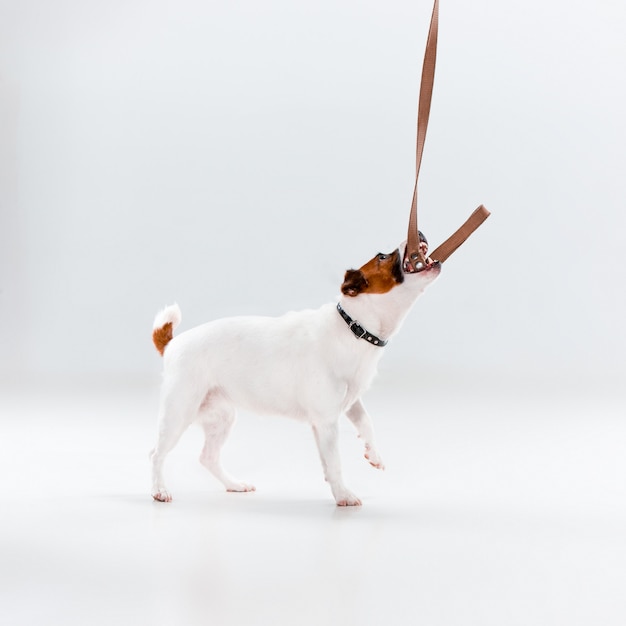Foto gratuita pequeño jack russell terrier en blanco