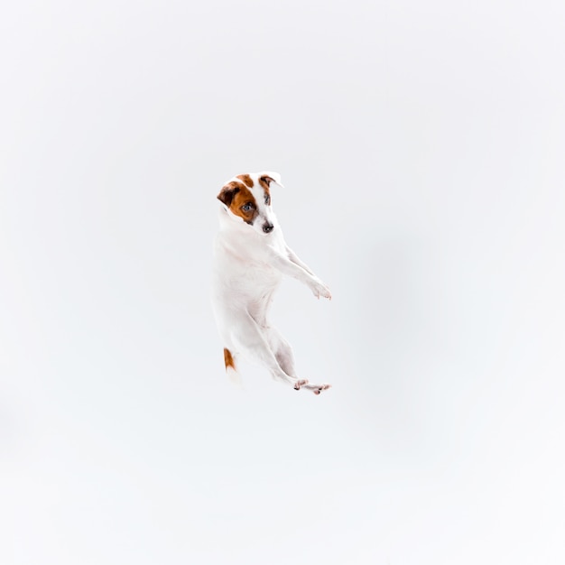 Pequeño Jack Russell Terrier en blanco