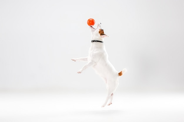 Pequeño Jack Russell Terrier en blanco