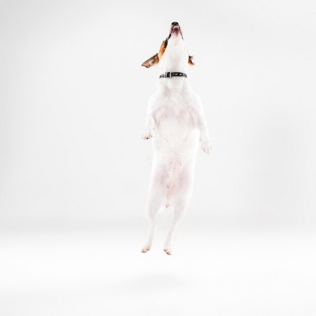 Pequeño Jack Russell Terrier en blanco