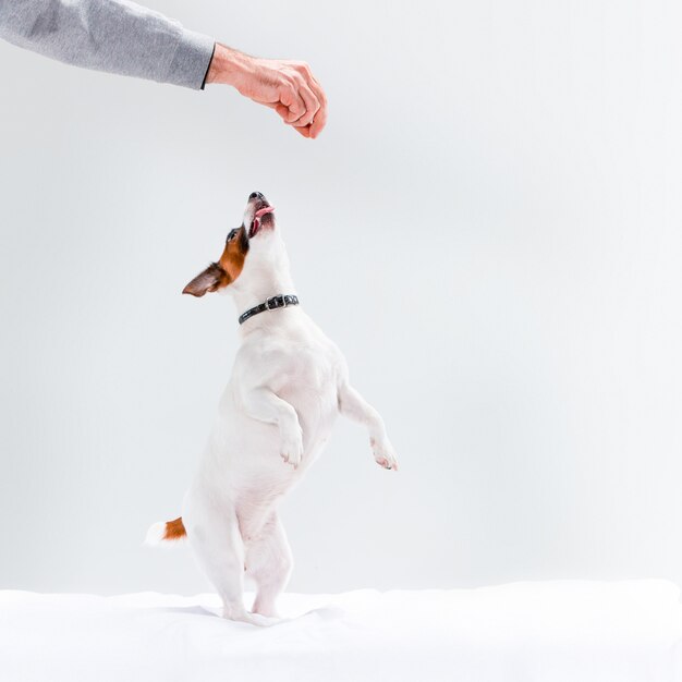 Pequeño Jack Russell Terrier en blanco