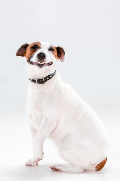 Pequeño Jack Russell Terrier sentado en blanco