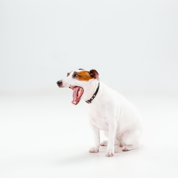 Foto gratuita pequeño jack russell terrier sentado en blanco