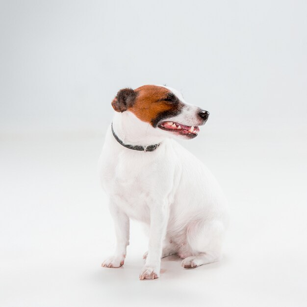 Pequeño Jack Russell Terrier sentado en blanco