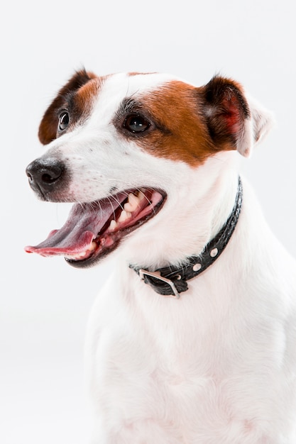 Pequeño Jack Russell Terrier sentado