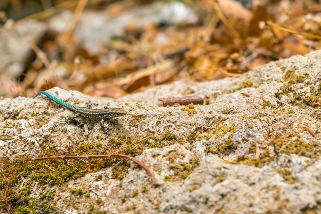 Pequeño lagarto en estado salvaje