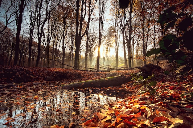 Pequeño lago rodeado de hojas y árboles bajo la luz del sol en un bosque en otoño