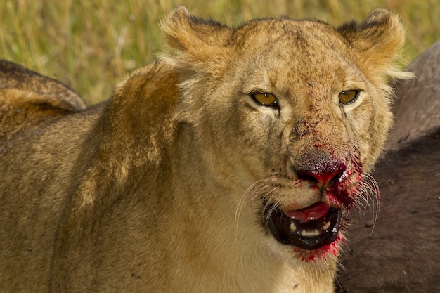 Pequeño león alimentándose salvajemente de un animal muerto en las selvas africanas