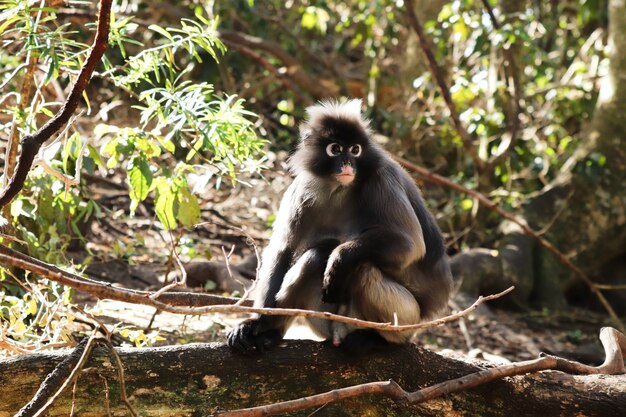 Pequeño y lindo macaco sentado en un tronco de madera